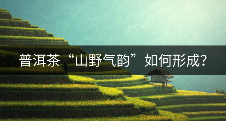 普洱茶“山野氣韻”如何形成？