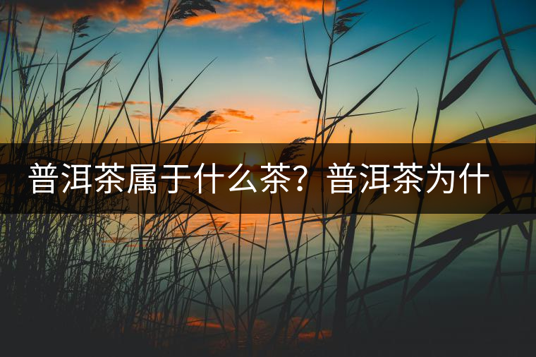 普洱茶屬于什么茶？普洱茶為什么會越陳越香？