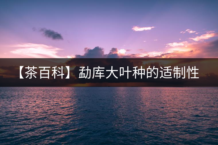 【茶百科】勐庫大葉種的適制性。