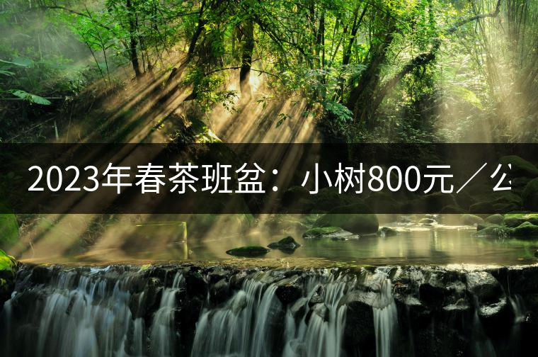 2023年春茶班盆：小樹800元／公斤，古樹1600-2200元／公斤