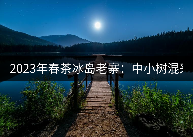 2023年春茶冰島老寨：中小樹(shù)混采2500-3000元／公斤，大樹(shù)：7000-8000元／公斤，古樹(shù)混采：28000-36000元／公斤
