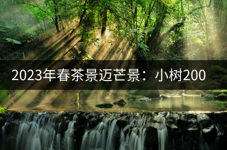 2023年春茶景邁芒景：小樹(shù)200元／公斤，古樹(shù)：600-800元／公斤