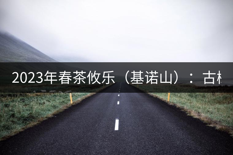 2023年春茶攸樂（基諾山）：古樹1200元／公斤，喬木：400-500元／公斤