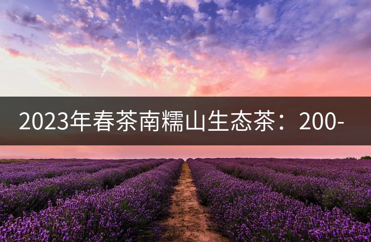 2023年春茶南糯山生態(tài)茶：200-300元／公斤，古樹：900-1500元／公斤