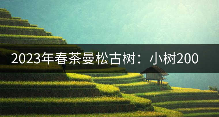 2023年春茶曼松古樹：小樹2000元／公斤，古樹：40000元／公斤