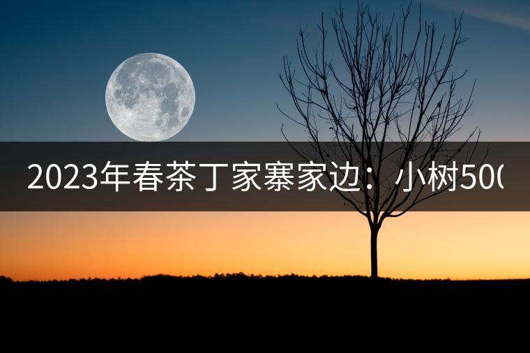 2023年春茶丁家寨家邊：小樹500元／公斤，古樹1500-1600元／公斤