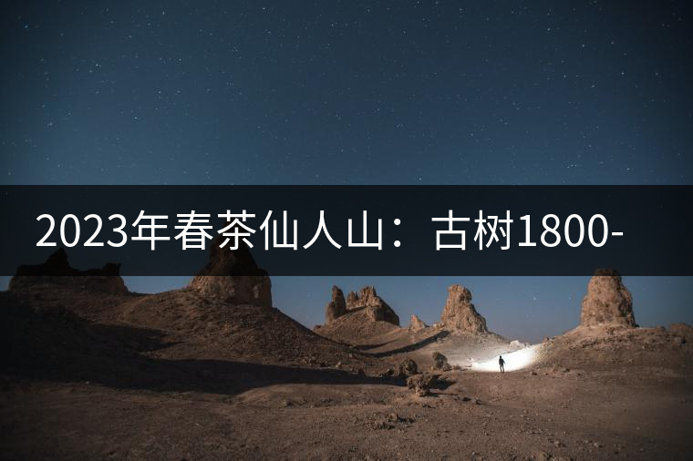 2023年春茶仙人山：古樹1800-2500元／公斤，老曼峨：小樹：600元／公斤 1600-1800元／公斤