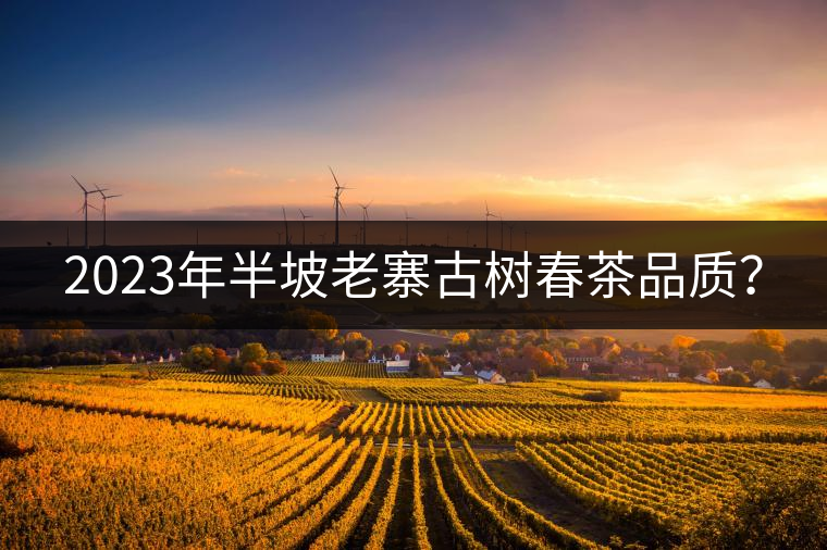 2023年半坡老寨古樹春茶品質？