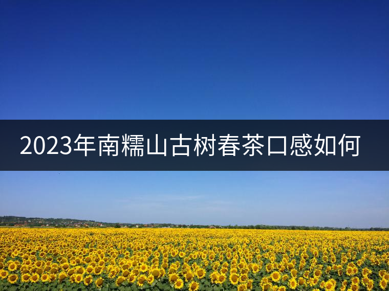 2023年南糯山古樹春茶口感如何？