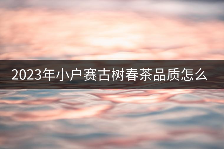 2023年小戶賽古樹春茶品質(zhì)怎么樣？