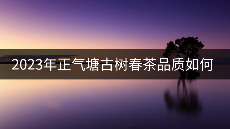 2023年正氣塘古樹春茶品質(zhì)如何？