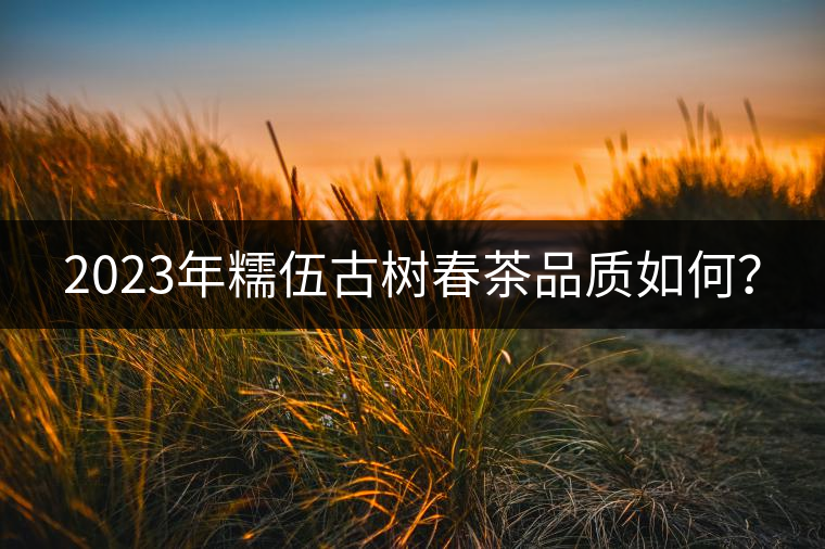 2023年糯伍古樹春茶品質(zhì)如何？