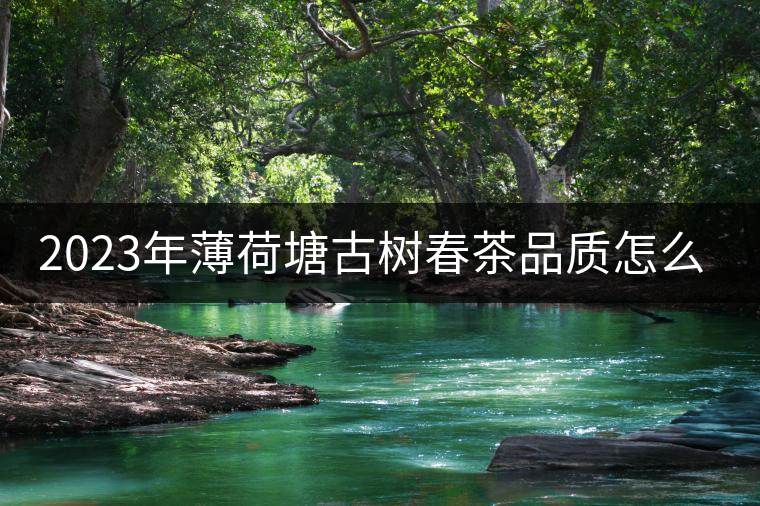 2023年薄荷塘古樹春茶品質(zhì)怎么樣？