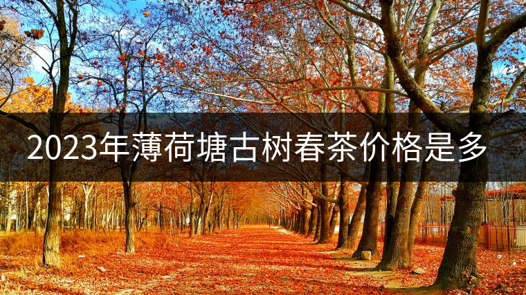 2023年薄荷塘古樹春茶價格是多少？