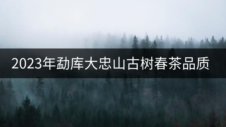 2023年勐庫大忠山古樹春茶品質(zhì)怎么樣？