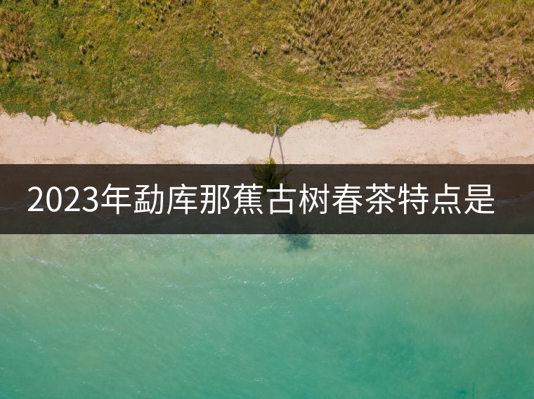 2023年勐庫那蕉古樹春茶特點(diǎn)是什么？