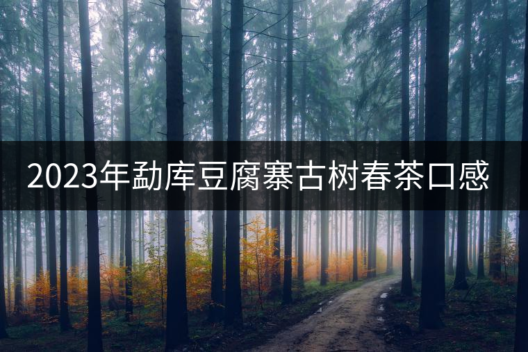 2023年勐庫豆腐寨古樹春茶口感怎么樣？
