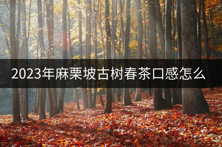 2023年麻栗坡古樹春茶口感怎么樣？