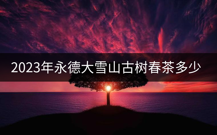 2023年永德大雪山古樹春茶多少一公斤？