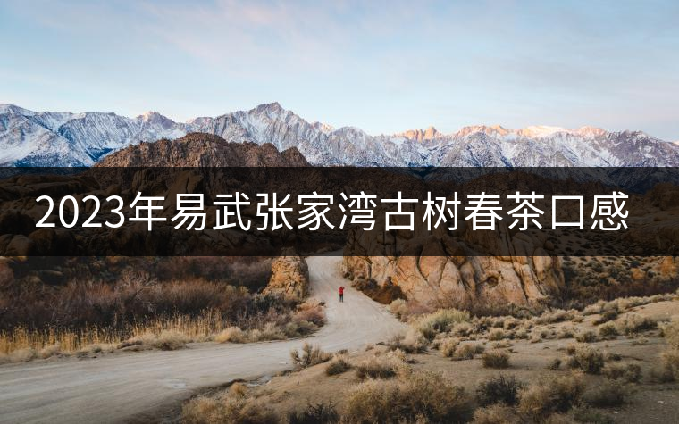 2023年易武張家灣古樹春茶口感怎么樣？