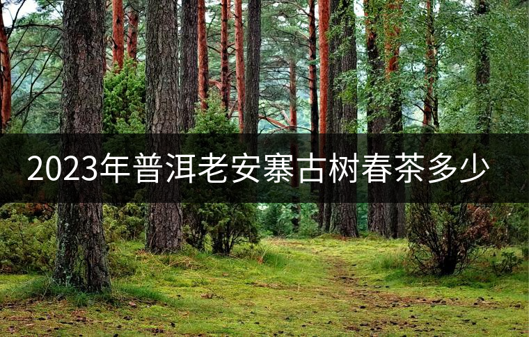 2023年普洱老安寨古樹春茶多少一公斤？