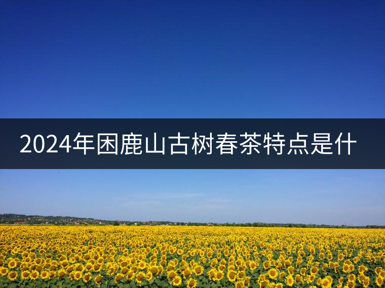 2024年困鹿山古樹(shù)春茶特點(diǎn)是什么？