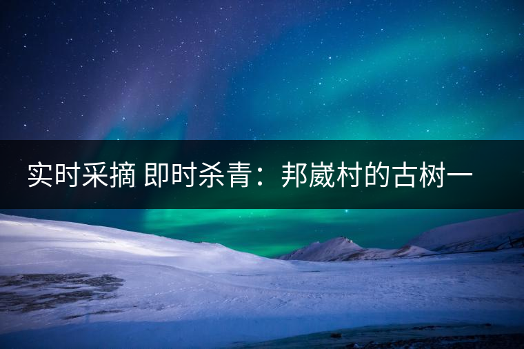 實時采摘 即時殺青：邦崴村的古樹一般都比較高大，我今年爬到10米高的樹梢上拍茶農(nóng)采茶，一顆完整的古樹頭春茶的采摘需要6-7個婦女花半個小時共同完成，鮮葉才下來以后要及時殺青，才能保證茶葉后期的鮮爽感。