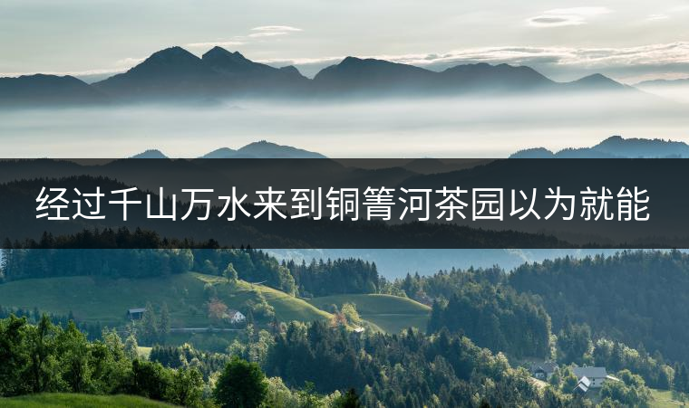 經(jīng)過千山萬水來到銅箐河茶園以為就能收到茶了？