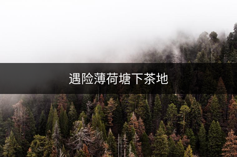 遇險薄荷塘下茶地