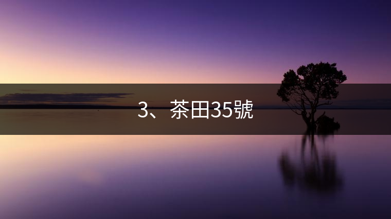 3、茶田35號(hào)