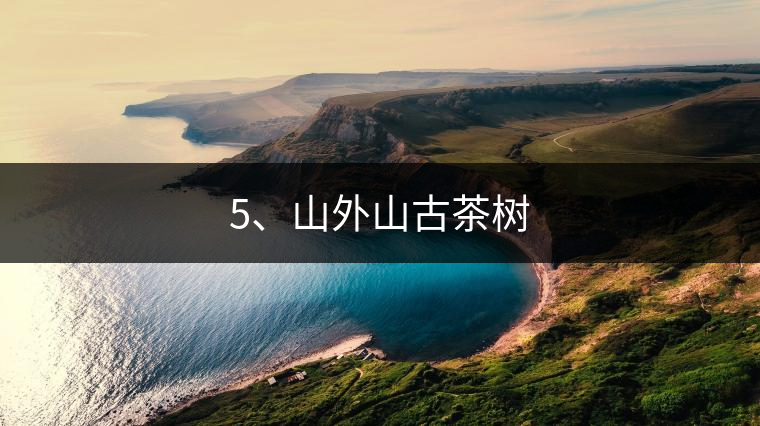 5、山外山古茶樹(shù)