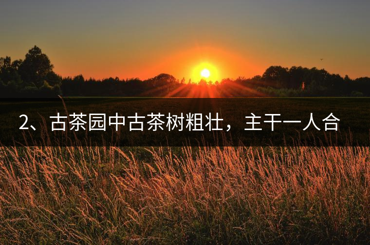 2、古茶園中古茶樹粗壯，主干一人合圍吃力，枝杈壯碩