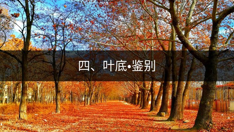 四、葉底?鑒別