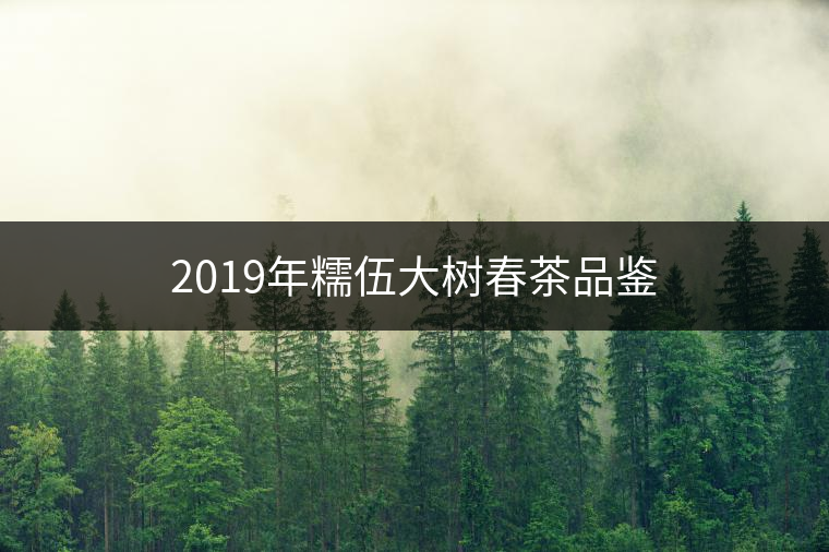 2019年糯伍大樹春茶品鑒
