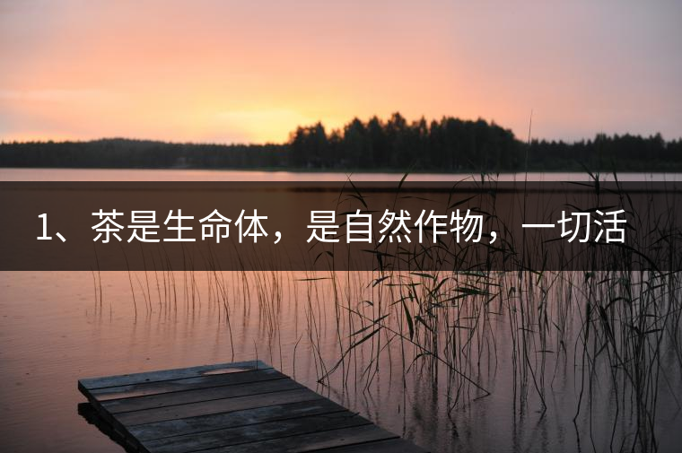 1、茶是生命體，是自然作物，一切活動(dòng)受自然規(guī)律影響。