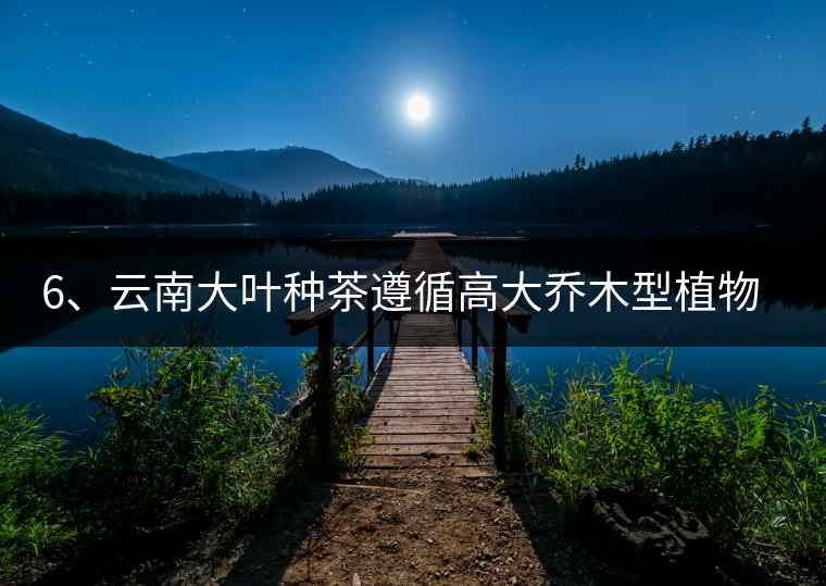 6、云南大葉種茶遵循高大喬木型植物的普遍規(guī)律。