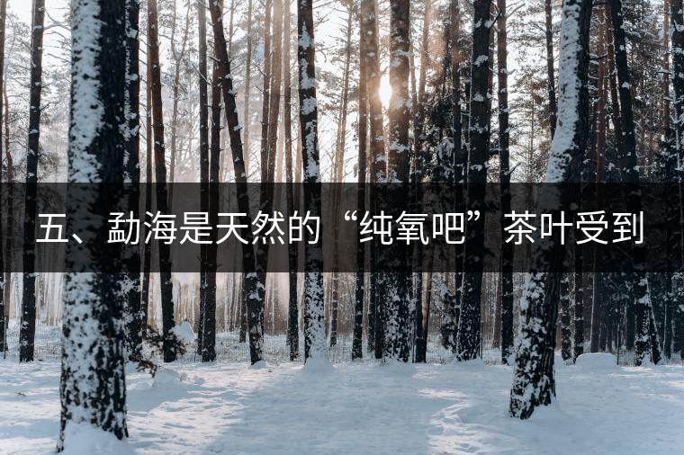 五、勐海是天然的“純氧吧”茶葉受到很好的潤澤