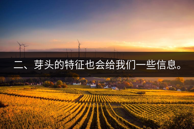 二、芽頭的特征也會(huì)給我們一些信息。