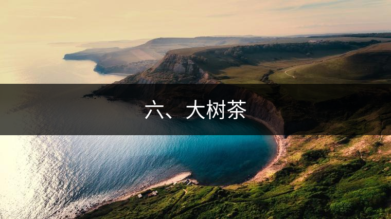 六、大樹茶