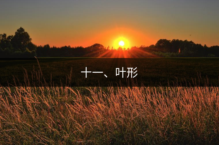 十一、葉形