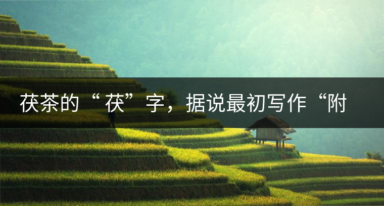 茯茶的“ 茯”字，據(jù)說最初寫作“附”，意思就是非“正”品，次等貨。茯磚茶選料多用質(zhì)地很老的茶葉，加上茶梗與枝葉拼配。陳化后，性溫，有著獨特的營養(yǎng)價值，更有助于幫助消化去膩。有些時候，茶傳播也有尷尬的時候，今天中原大地流行喝陳茶的時候，這個地方卻開始喝新茶。喝也喝出問題來，磚茶不適合品新，因為老枝葉含氟高的緣故，許多牧民甚至氟中毒，國家正在著手解決這一問題。但從根本上來說，還是需要消費者回到自己的傳統(tǒng)，把茶葉的儲藏習慣繼續(xù)保留。