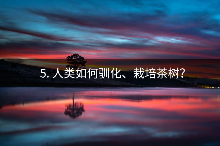 ??5. 人類如何馴化、栽培茶樹？