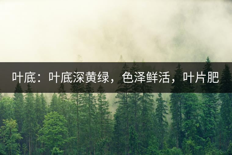 葉底：葉底深黃綠，色澤鮮活，葉片肥厚，梗莖肥壯，而且非常柔韌。