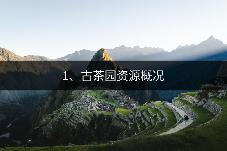 1、古茶園資源概況