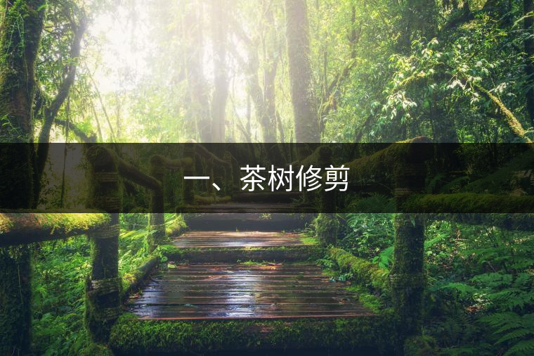 一、茶樹修剪