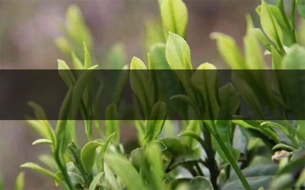什么是雨前茶？雨前茶有何特點？