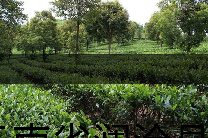 云南省瀾滄縣茶業(yè)概況簡述（第二章）
