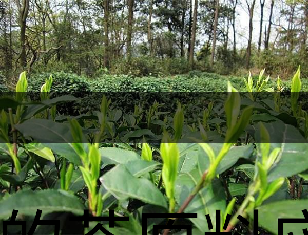 好的茶原料應(yīng)具備的幾個必要條件？