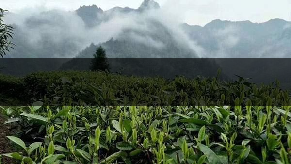 茶葉的甜爽和甘爽各是什么感覺？