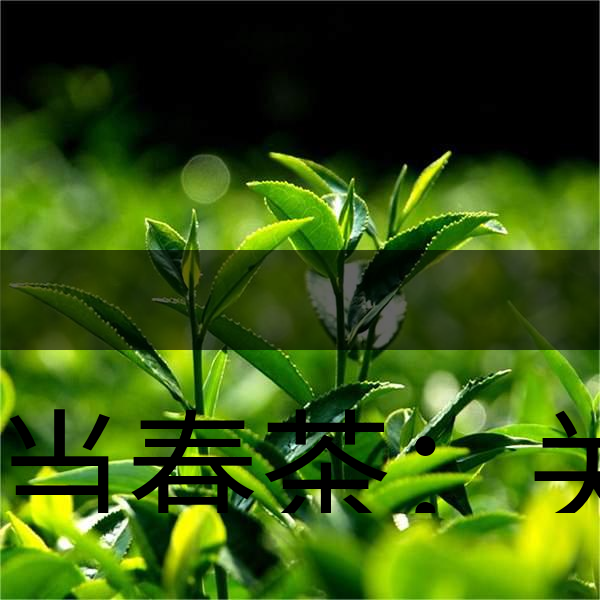 正當(dāng)春茶：關(guān)于這些茶知識(shí)你知道嗎？-1